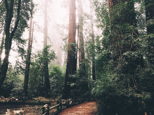 Day Hikes By The Bay